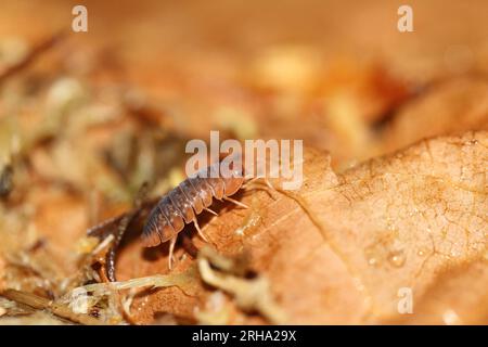 isopods woodlouse pill bugs merulanella sp vietnam Stock Photo