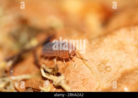 isopods woodlouse pill bugs merulanella sp vietnam Stock Photo