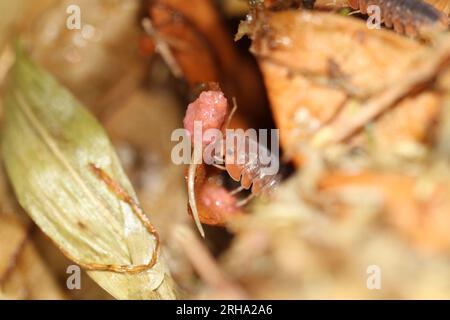 isopods woodlouse pill bugs merulanella sp vietnam Stock Photo