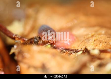 isopods woodlouse pill bugs merulanella sp vietnam Stock Photo