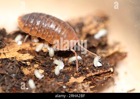 isopods woodlouse pill bugs merulanella sp vietnam Stock Photo