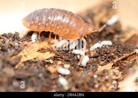 isopods woodlouse pill bugs merulanella sp vietnam Stock Photo