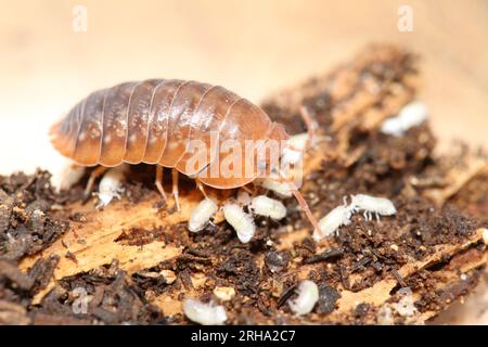 isopods woodlouse pill bugs merulanella sp vietnam Stock Photo