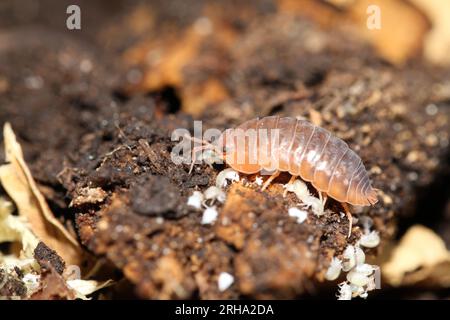 isopods woodlouse pill bugs merulanella sp vietnam Stock Photo