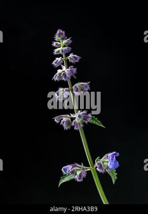 Nepeta cataria, commonly known as catnip, catswort, catwort, and catmint, is a species of the genus Nepeta in the family Lamiaceae Stock Photo