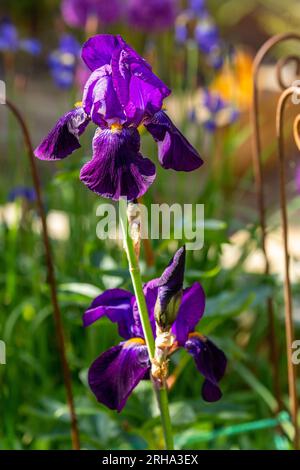 Close-up of purple iris flower Stock Photo