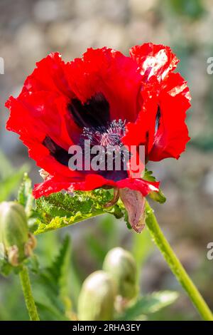 Poppy 'Beauty of Livermere' Stock Photo