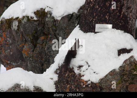 Black squirrel running on a tree Stock Photo