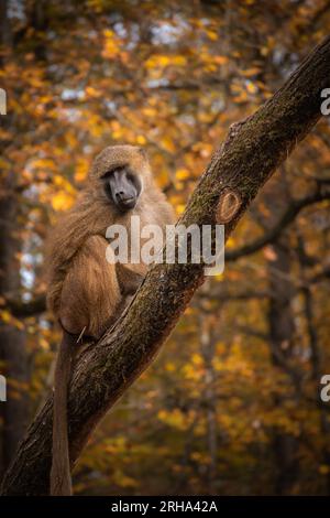 Vertical Portrait of Guinea Baboon in Autumn Zoological Garden. Guinea Monkey on Tree Trunk during Fall Season in Zoo. Stock Photo