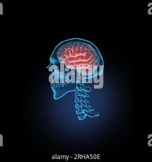 Medical Illustration of Human Brain Inside of Skull Stock Photo