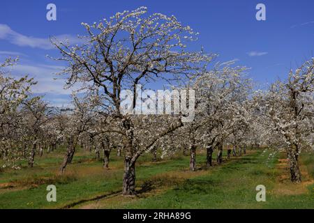 Cherry trees blooming in April, Vaucluse department, Provence, France Stock Photo