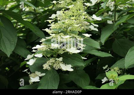 Closeup of the loose white flower of the summer flowering perennial garden shrub hydrangea paniculata chantilly lace. Stock Photo
