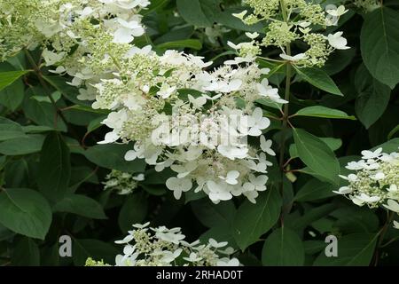Closeup of the loose white flower of the summer flowering perennial garden shrub hydrangea paniculata chantilly lace. Stock Photo