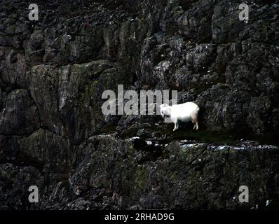 Dramatic wildlife nature art, white goat against black rock face, Welsh mountain goat, Kashmiri goat on the Great Orme, Llandudno, North Wales, UK Stock Photo