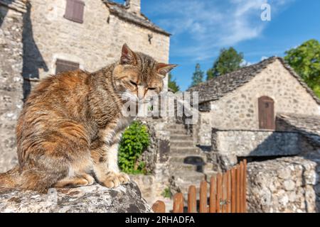 Young cat resting in the morning sun in a stone village. Le Rozier, Millau, Grands Causses, Florac, Lozere, Occitanie, Cevennes, France. Stock Photo