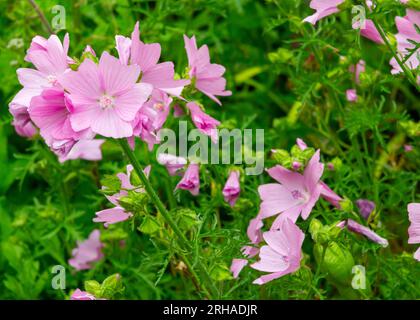 Close up view of Mallow flowers also known as Malva a genus of herbaceous annual, biennial, and perennial plants in the family Malvaceae. Stock Photo