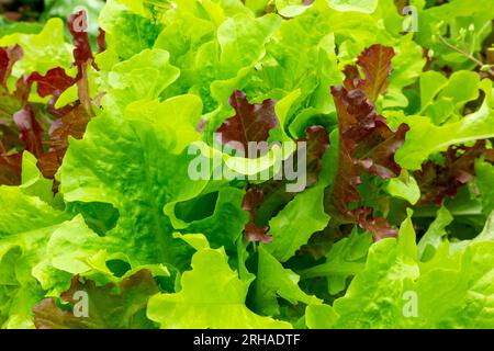 Close up view of leaves of lettuce plants growing in a kitchen garden used to grow food. Stock Photo