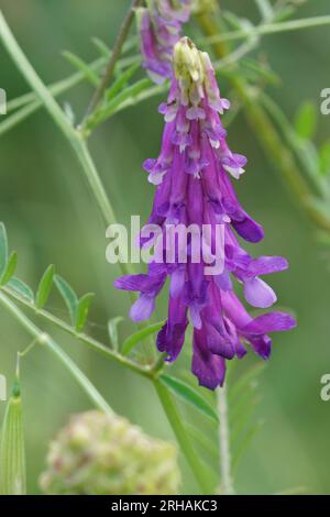 Natural colorful closeup on the purple flower of hairy, fodder or winter vetch, Vicia villosa in a meadow Stock Photo