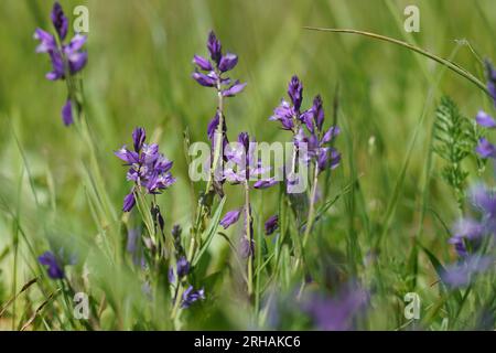 Natural close-up on the colorful purple to blue flower of the Common milkwort, Polygala vulgaris Stock Photo