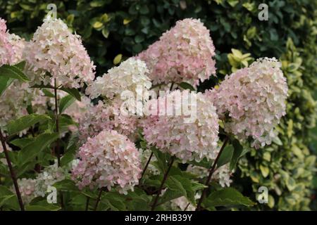 Close-up of the fading cone-shaped flower panicles of a Hydrangea paniculata that have turned pale pink Stock Photo