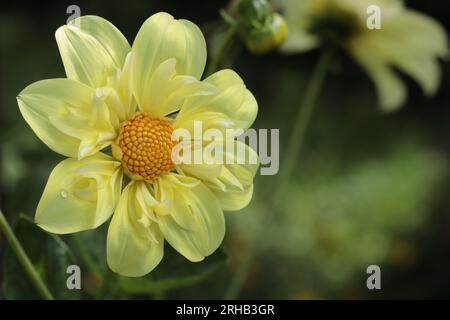 Close-up of a beautiful lemon yellow Collerette Dahlia hybrid Yellow Bird against blurry background, copy space Stock Photo