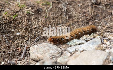 Closeup of an oak eggar moth larva, Lasiocampa quercus, with its characteristic hairy appearance near Davos, Switzerland Stock Photo