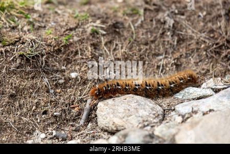 Closeup of an oak eggar moth larva, Lasiocampa quercus, with its characteristic hairy appearance near Davos, Switzerland Stock Photo