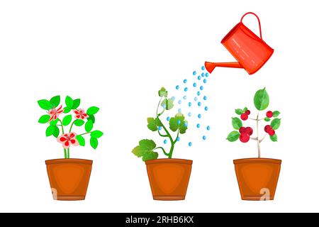 Watering can and plants in pot. Flowers are watered from red watering can. Three flowerpot with different potted flowers irrigate from water container Stock Vector
