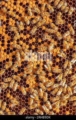 honey bees and honeycomb racks Stock Photo - Alamy