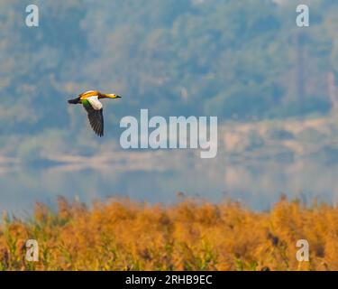 Shell Duck Flying A Rudy Shelduck flying with its wings down Stock Photo - Alamy