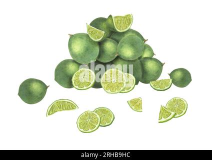 Composition with slices and whole limes isolated on white background. Ripe fragrant fruits. Citruses folded in a slide. Botanical illustration Stock Photo