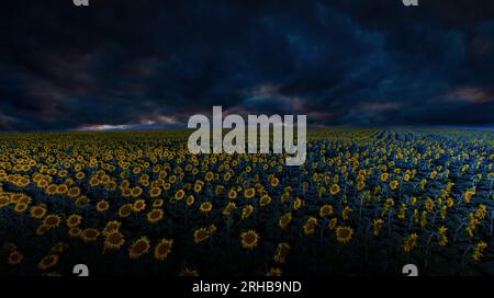 Sunflower Serenity Amidst Thunderous Clouds: A Captivating Contrast Stock Photo