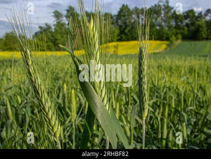 Juicy fresh ears of young green wheat on nature in summer field close-up. Ripening ears of wheat field. Juicy green wheat crop. Wheat field image. Stock Photo