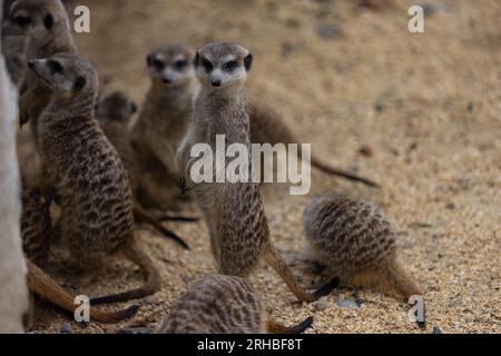 Super cute meerkat looking around for dangerous animals in the wild. Amazing cute meerkats in the nature are looking for food. Stock Photo