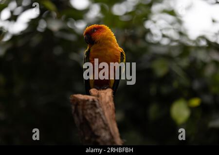 Amazing colorful parrot sitting on a tree and chilling. Wonderful colors like orange, blue, yellow, white and green in this bird. Stock Photo