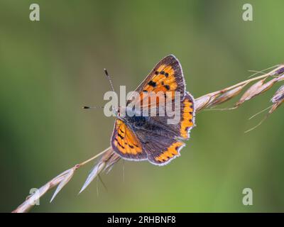 Small Copper Resting Wings Open Stock Photo