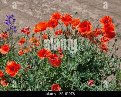 wild red poppies blooming on the field closeup Stock Photo
