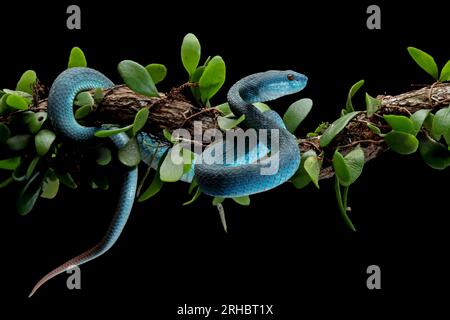 Close-up of a Blue viper snake coiled around a branch, Indonesia Stock Photo