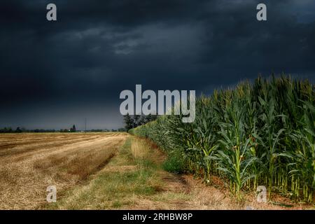 Stormy sky over a maze field, Sale, Alessandria, Piedmont, Italy Stock Photo
