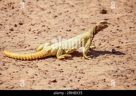 Spiny-tailed lizard in the desert, Saudi Arabia Stock Photo