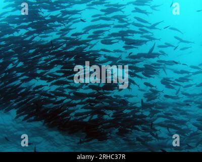School of fish swimming in ocean, Sipadan, Borneo, Malaysia Stock Photo