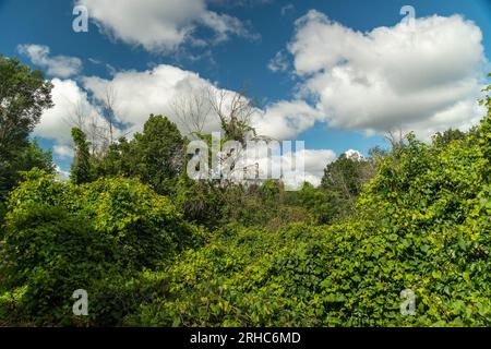 Against the background of a blue sky with white clouds, lush green thickets of wild grapes and ivy Stock Photo