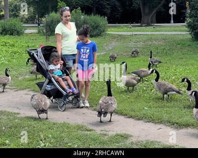 Family mingling with a group of geese in Prospect Park together on a warm summer day in Brooklyn, New York. Stock Photo