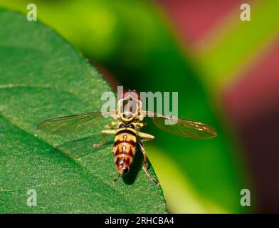Hoverfly perched on leaf of pepper plant Stock Photo