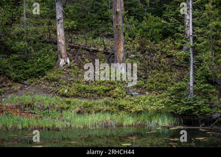 Yellowstone National Park- 2020 Stock Photo