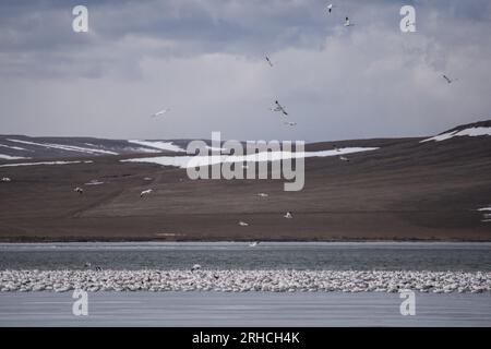 Freezeout Lake Montana- 2020 Stock Photo