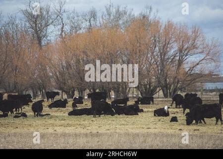 Choteau Montana- 2020 Stock Photo