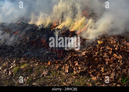 A pile of burning leaves during spring cleanup of the garden and lawn in rural Missouri, MO, United States, US, USA. Stock Photo