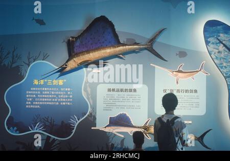 HANGZHOU, CHINA - AUGUST 16, 2023 - Visitors view specimens of swordfish and swordfish at the Nature Museum in Zhejiang province, East China's Zhejian Stock Photo