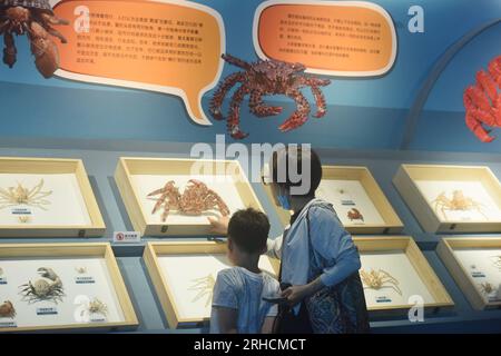 HANGZHOU, CHINA - AUGUST 16, 2023 - Visitors and parents view specimens of crabs and stone crabs that live in the ocean at the Nature Museum in Zhejia Stock Photo